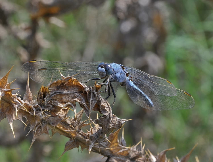 Orthetrum brunneum